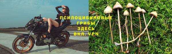 прущие грибы Беломорск
