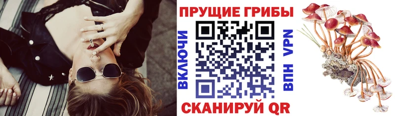 МЕГА зеркало Высоцк Псилоцибиновые грибы ЛСД купить наркотик